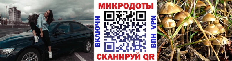 darknet наркотические препараты  Рошаль  Галлюциногенные грибы Psilocybe 